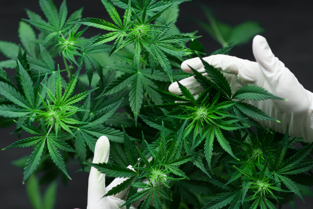 A large number of cannabis flowers and gloved hands