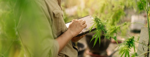 Closeup hand of a man farmer use tablet checking and keep data in cannabis farm.