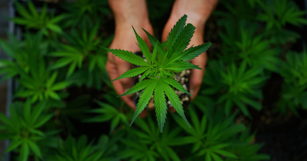 hand holding small cannabis plant with cannabis plants in the backgound