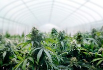 Cannabis plans flowering in a greenhouse