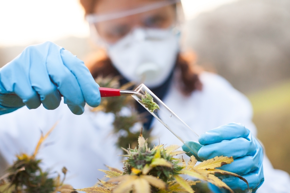 Female Biologist Taking Samples of Medical Marijuana Cannabis Plants on the Field Outdoors in a Agriculture Field