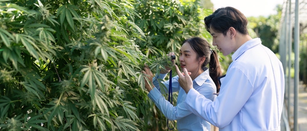 a man and a woman inspecting cannabis plants