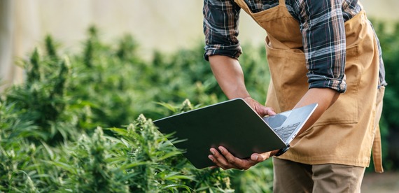 person holding laptop among cannabis plants