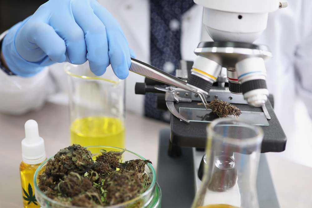 person wearing glove putting cannabis bud under microscope