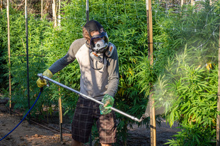 Person spraying cannabis plants
