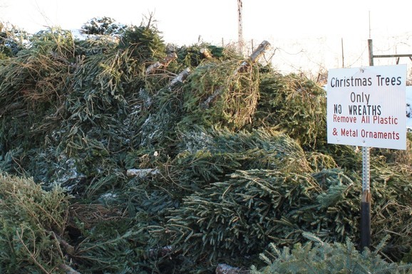 Pile of Christmas trees at Compost Site