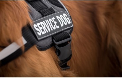 Service Dog