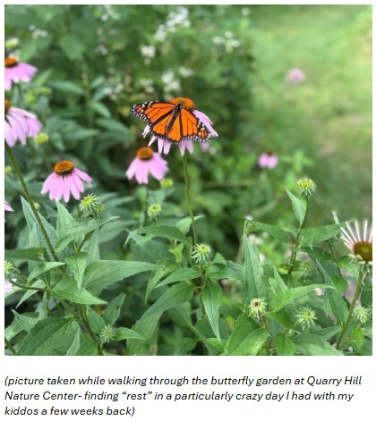 Picture of a butterly