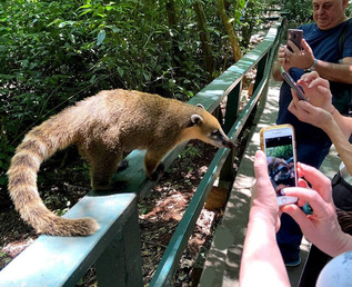 In Brazil, a friendly coatis leans in for food.