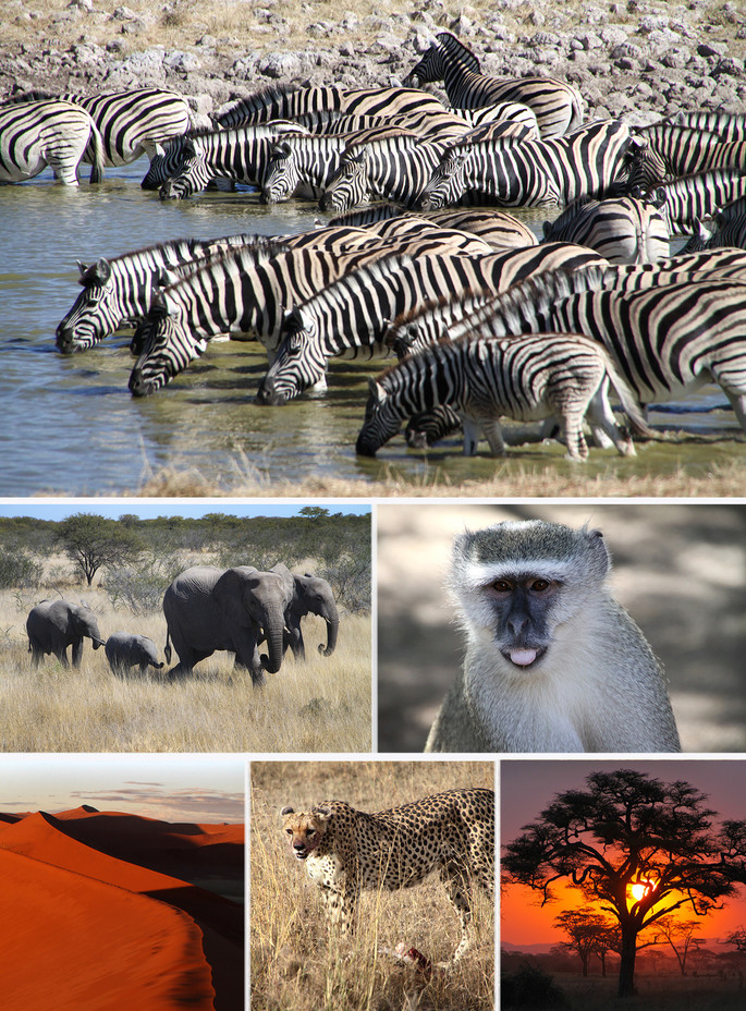 African safari collage, photos by Katie Driscoll