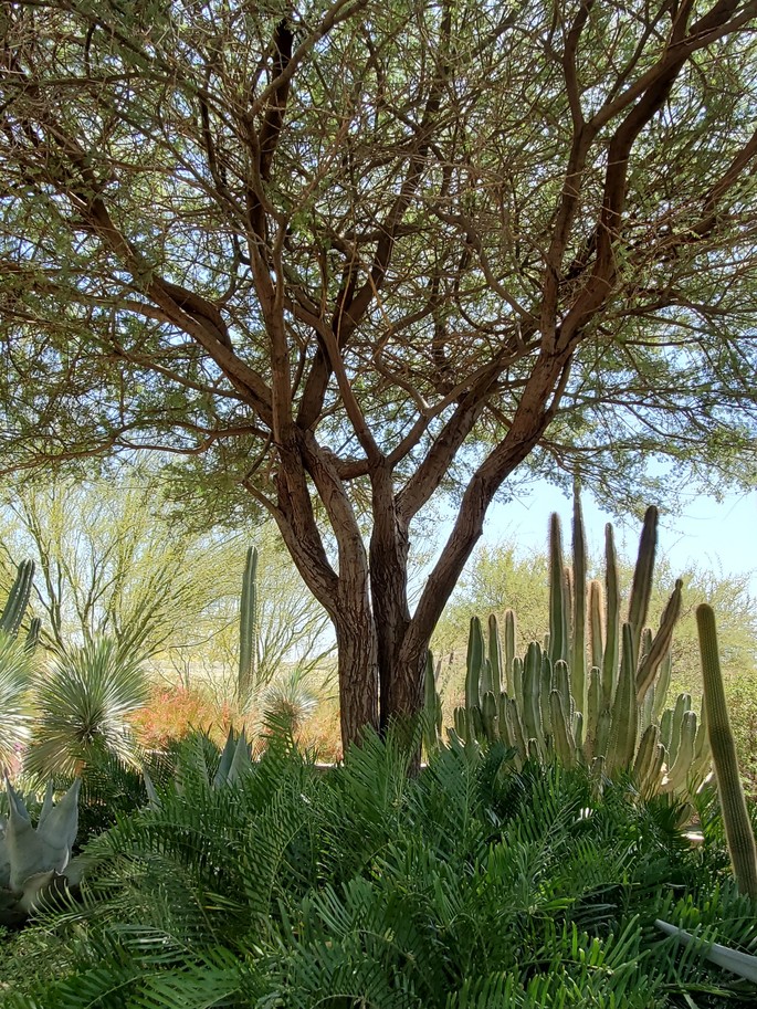 Arizona botanical garden