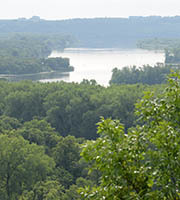 Tree canopy near Mississippi River