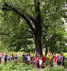 People standing under shade of cottonwood tree