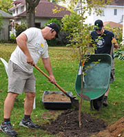 Two men plant a tree in a Saint Paul Frogtown neighborhood lawn.