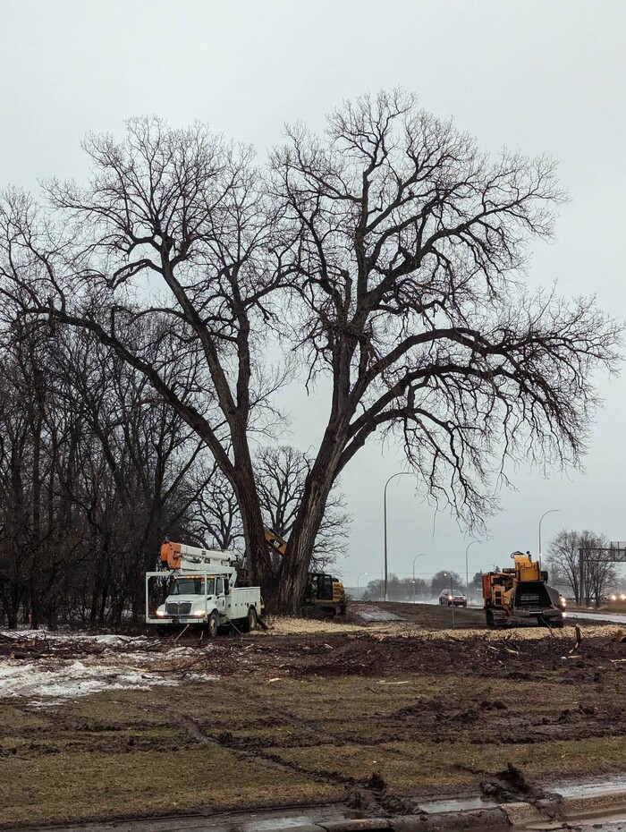 Photo: Crews clear the area and remove trees near 3M in Maplewood.