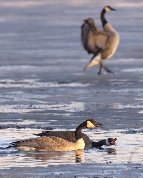 Geese cool photo