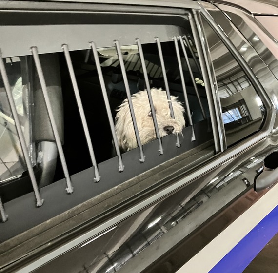 Milo the poodle in the back of a Metro Transit Police Department squad car before being transported home to his pet parents.