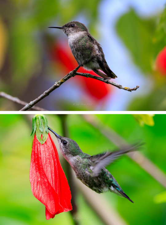 Hummingbirds Judy Moore cool photo