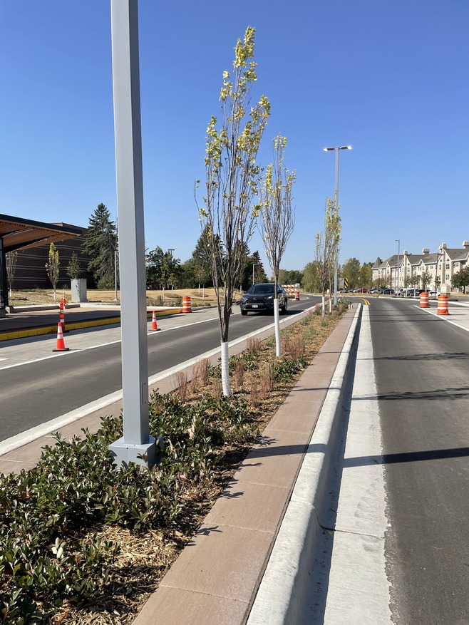 Crews plant trees in the median along Guider Drive in Woodbury.