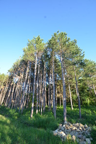 Stand of pine trees