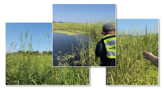 Wild rice monitoring