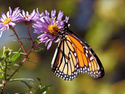 Monarch butterfly on an aster flower