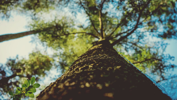 View looking upwards at a tree trunk.