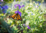 A Monarch butterfly on a flower.