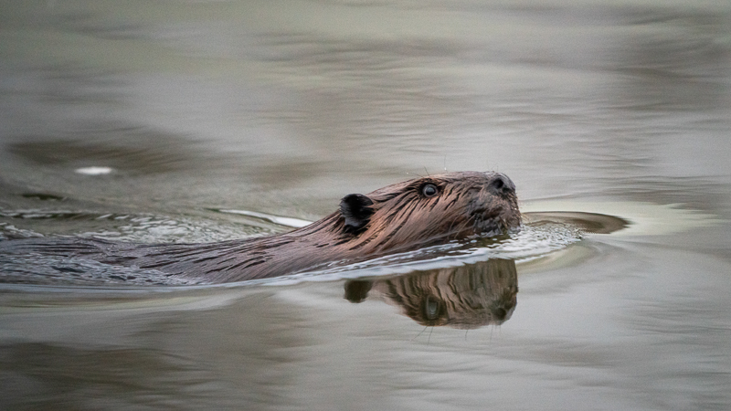 A beaver swimming in the Mississippi River.
