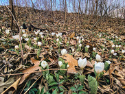 Bloodroot in the Mississippi River Gorge.