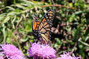 A Monarch butterfly.