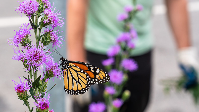 Monarch butterfly in the boulevard near Towerside.