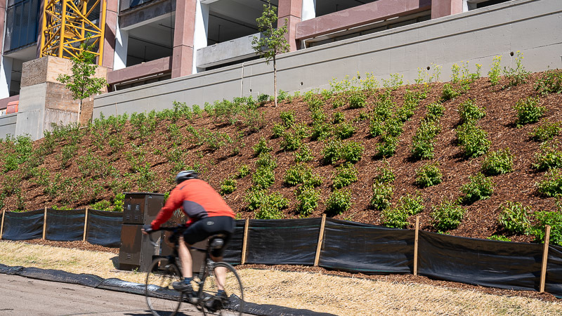 A cyclist passes pollinator habitat along the Midtown Greenway.