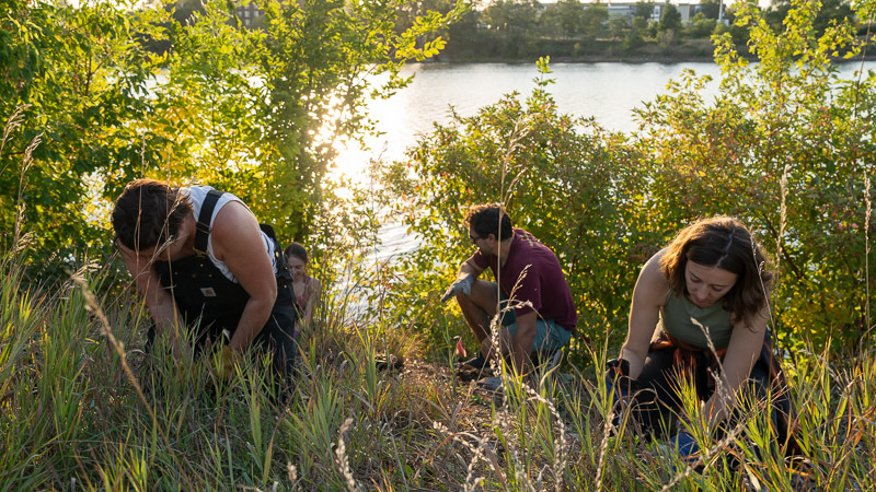 Volunteers plant native perennials along the Mississippi River shoreline in Minneapolis.