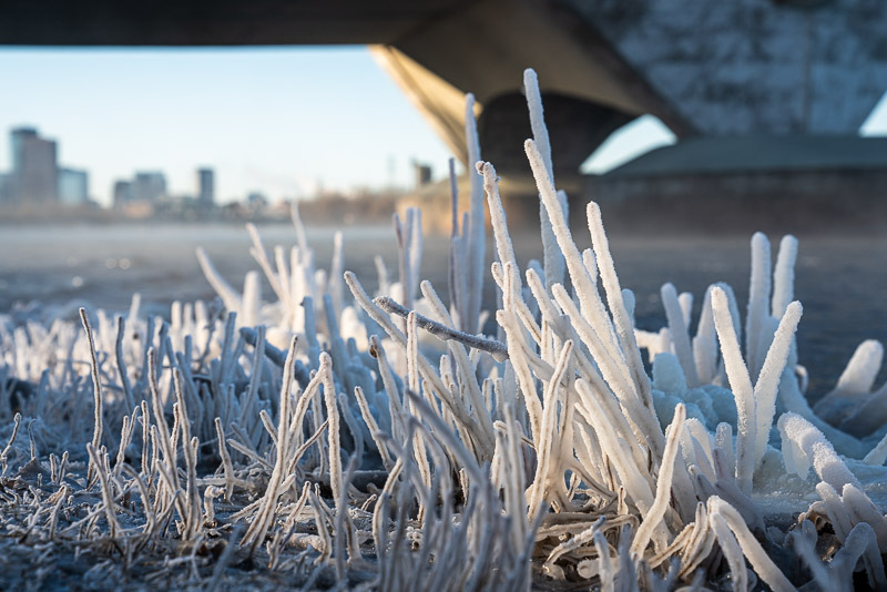 Ice-covered plants along the shoreline of the Mississippi River.