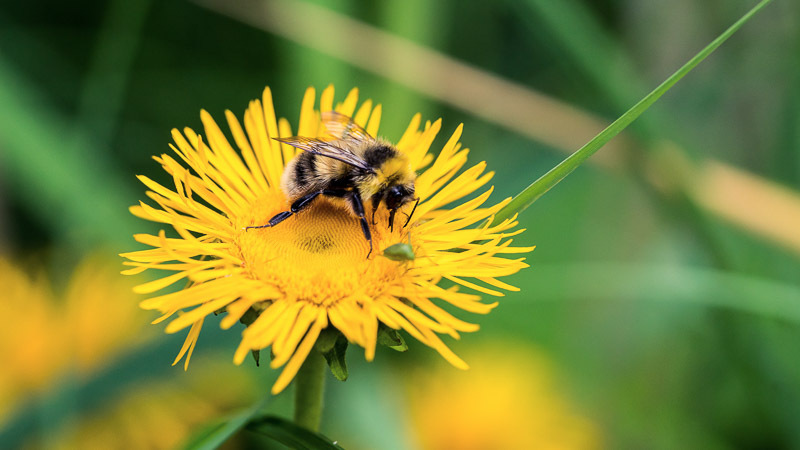 A bee on a dandelion flower.
