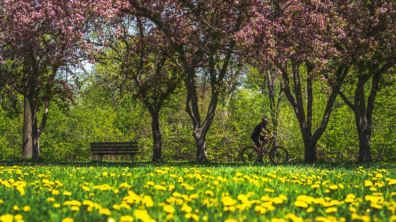 A man on a bicycle crossing through a field of dandelions and flowering trees in spring. (Copyright: Nick Busse)
