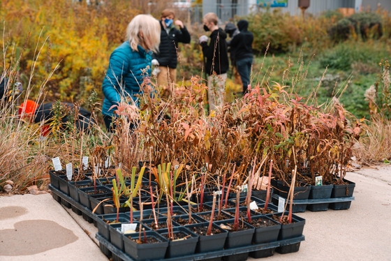 Plants from the MWMO Fall Clean Up and Planting in 2021