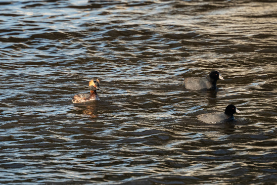 Horned Grebe and Coots