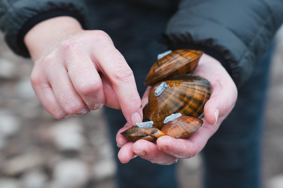 Minnesota DNR pointing at the microchip tag on the mussels reintroduced at Hall's Island