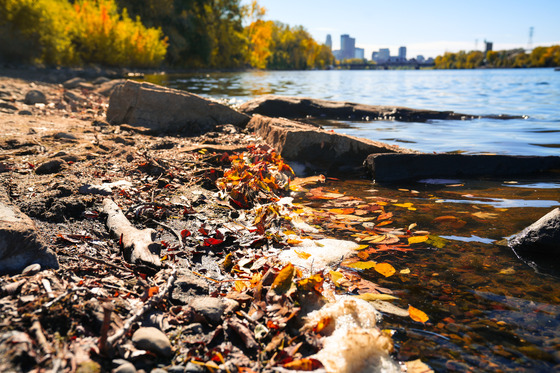 Foam and leaves on MWMO's shoreline