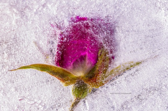 Photograph of a frozen flower by Tracy Walsh for the Still Moving art exhibit