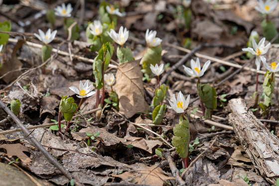 Bloodroot growing through old leaf decay in springtime at MWMO