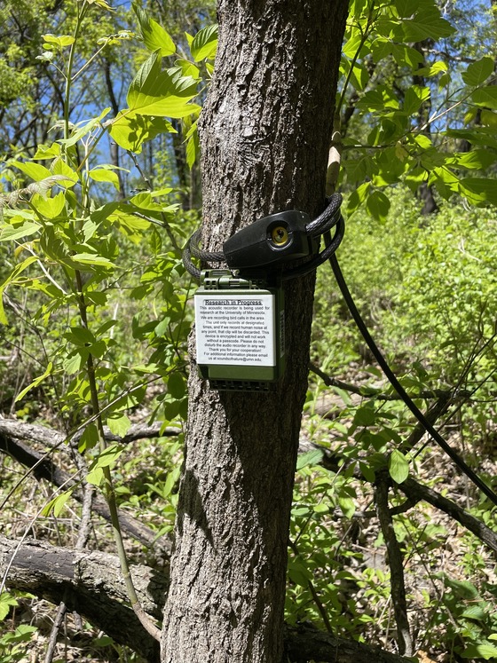 Autonomous recording unit mounted to a tree in a wooded area, collecting audio data for the Sounds of Nature MN bird survey.