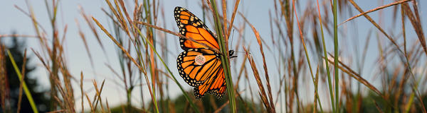 Monarch Festival