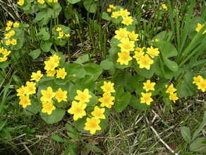 marsh marigolds