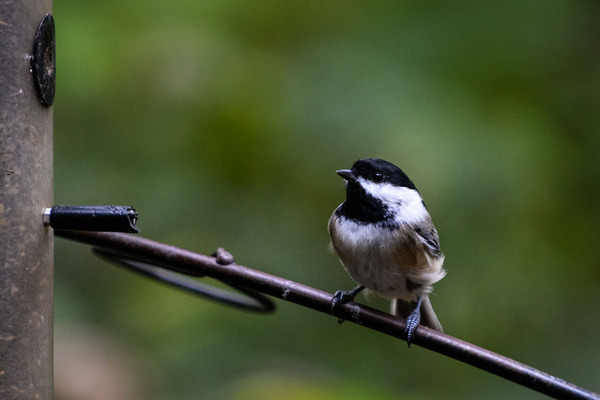 Eloise Butler Wildflower Garden bird