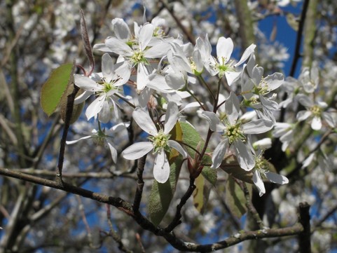 serviceberry blossoms