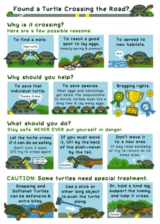 Cartoon: Turtle crossing the road, courtesy of the Alongside Wildlife Foundation; art by BirdandMoon.com
