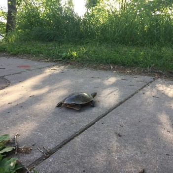 Turtle crossing a sidewalk